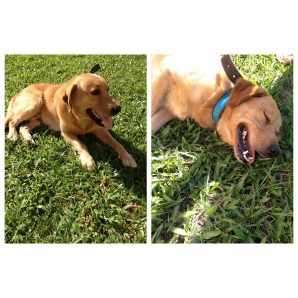 Animal encontrado no bairro Santo Antônio