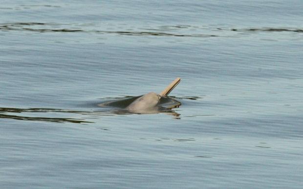 Golfinho: espécie está ameaçada de extinção em Laguna 