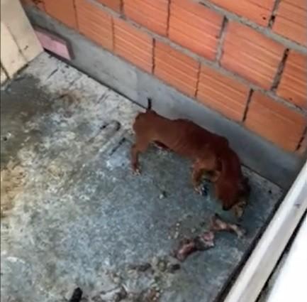 Laguna: casal é preso por maus-tratos de animais