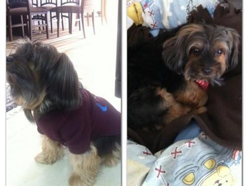 ENCONTRADO!!! - Procura-se Brad no bairro Pio Corrêa em Criciúma