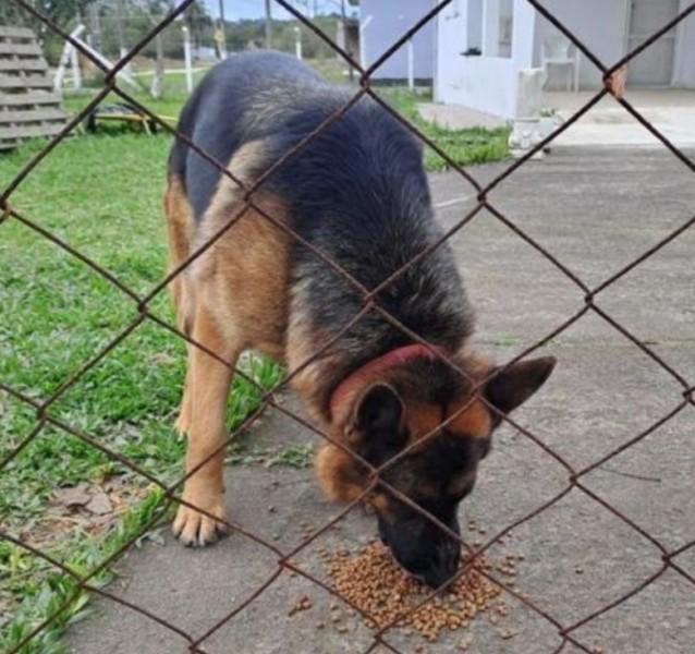 Animal para doação - Enzio