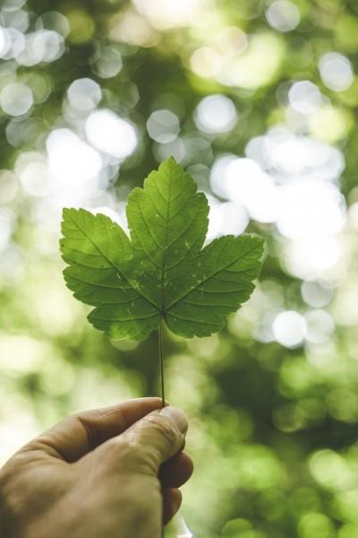 Semana de Meio Ambiente e Valores Humanos da Unesc traz reflexões durante pandemia