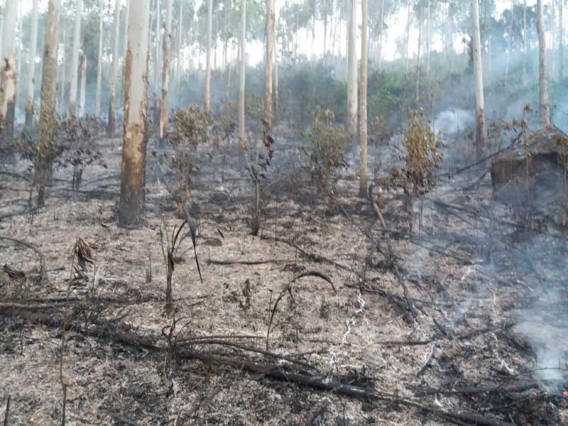 Incêndio atinge 10 hectares de reflorestamento em Rio Fortuna