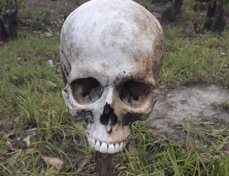 Crânio é encontrado suspenso por pedaço de galho à margem de estrada