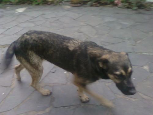 Cachorra para adoção