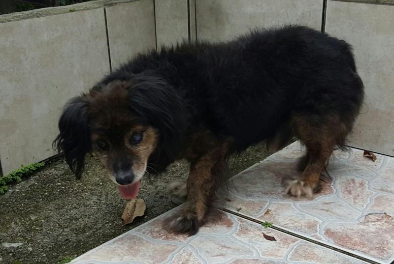 Animal encontrado no bairro Vera Cruz