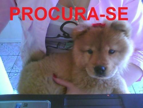 Procura-se Katty no bairro Santa Luzia, em Criciúma