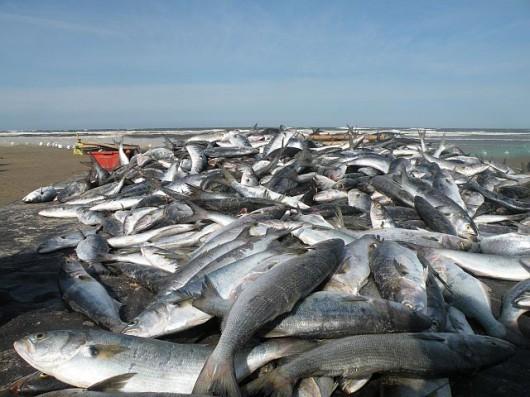 Fartura de anchova no Rincão