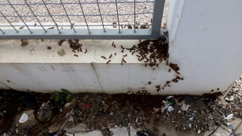 Aparição de insetos preocupa moradores e lojistas