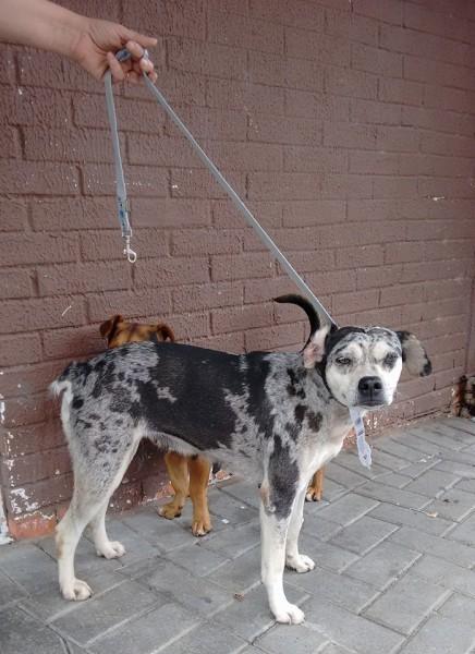 Animal encontrado no bairro Praça Nereu Ramos