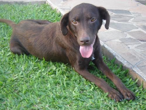 Cadelinha abandonada precisando de um lar