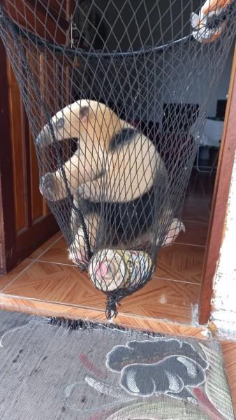 Tamanduá é capturado em residência de Balneário Gaivota