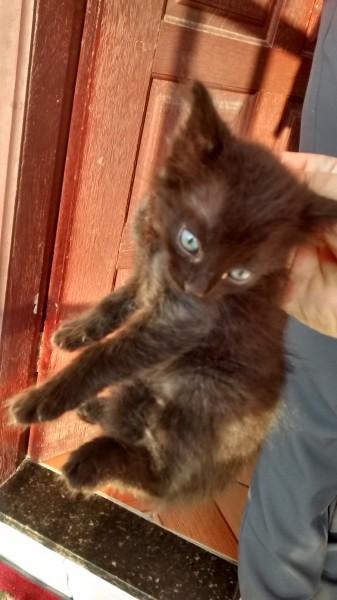 Procura-se Gatinhos