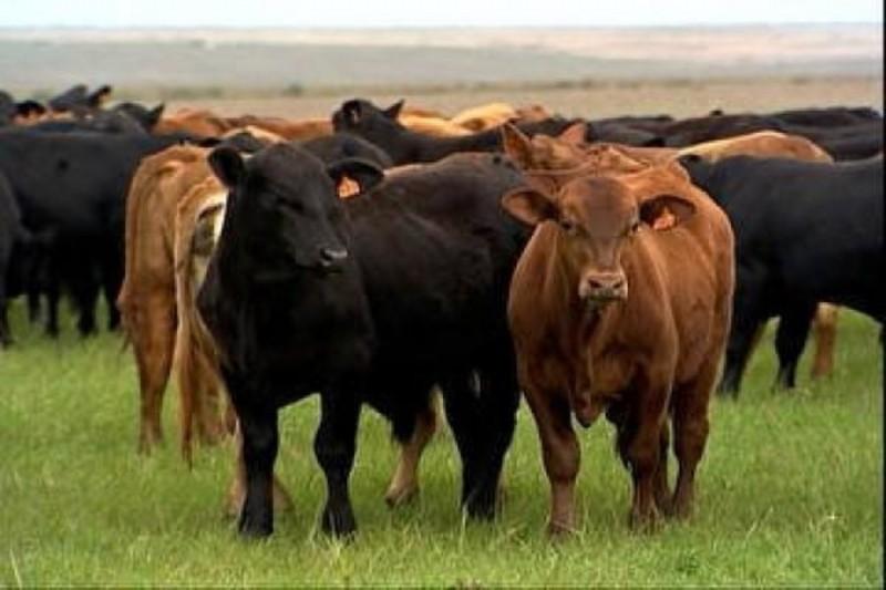 O agronegócio, a agricultura familiar e a pecuária a serviço da alimentação