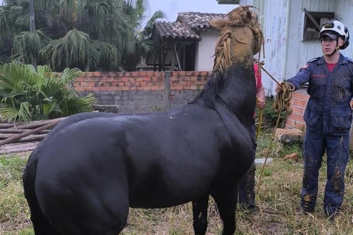 Criciúma: resgate de cavalo em poço mobiliza bombeiros e equipe da prefeitura