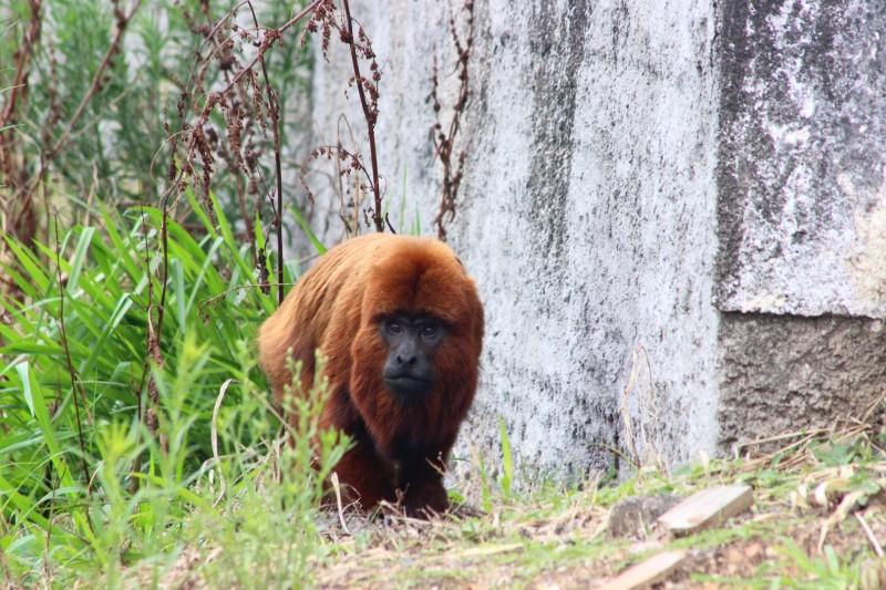 Macaco bugio aparece na avenida Gabriel Zanette em Criciúma