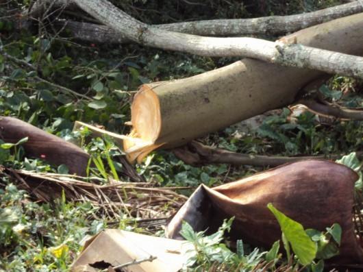 Crime ambiental é denunciado por moradores do bairro Pedro Zanivan