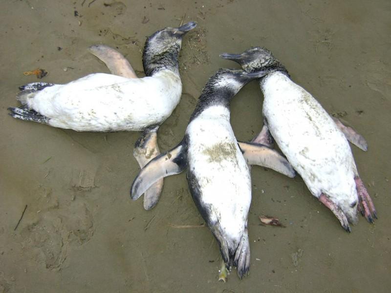 Dezenas de pinguins mortos na orla do Balneário Rincão