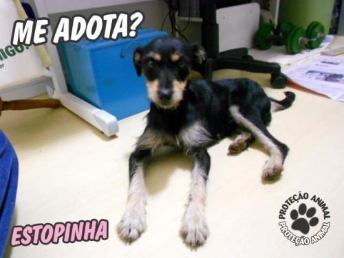 Estopinha para adoção