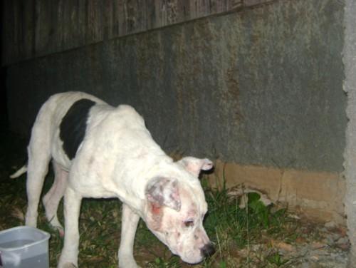 Encontrei uma cachorra perdida!