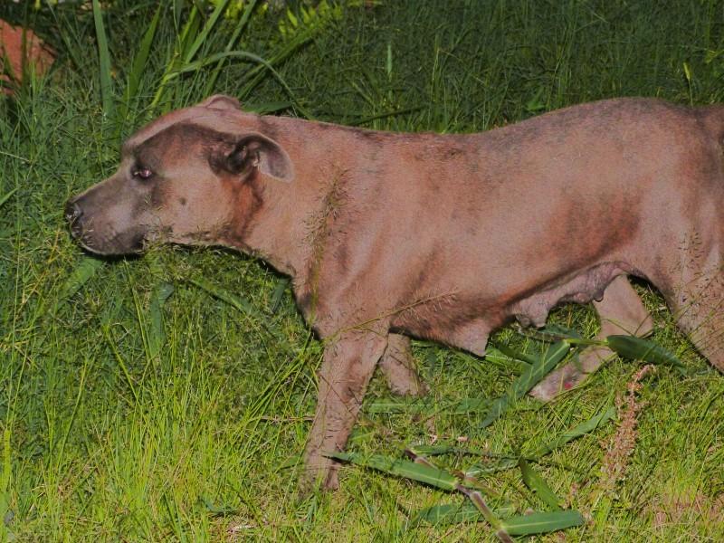 Animal encontrado no bairro Jardim Esteves - Morro Estevão