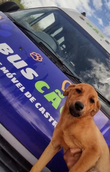 BusCão castrou 15 animais nesta sexta-feira