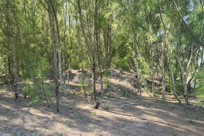 Espécie exótica de árvore prejudica ecossistema em Balneário Arroio do Silva