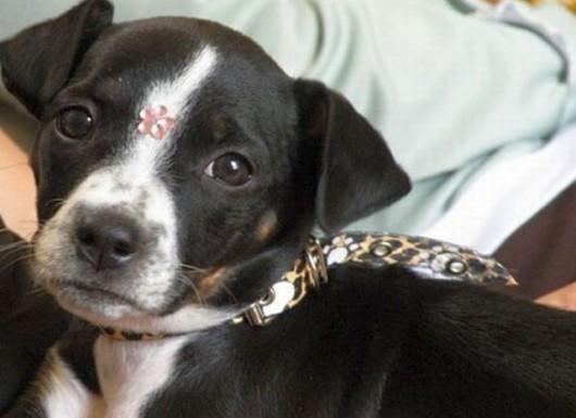 Feira de adoção de cães em Tubarão neste fim de semana