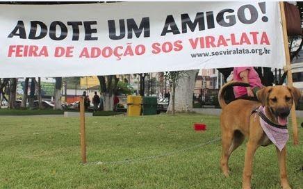 Feira de adoção de cães e gatos no Nações Shopping neste sábado