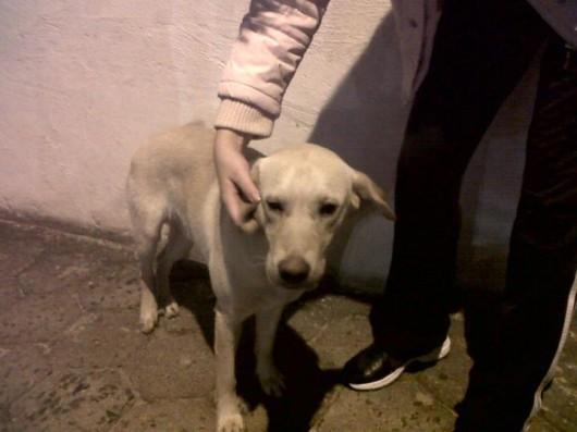 Procura-se cachorro Tobby