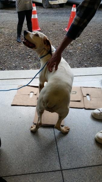 DONO ENCONTRADO!! Animal encontrado no bairro 