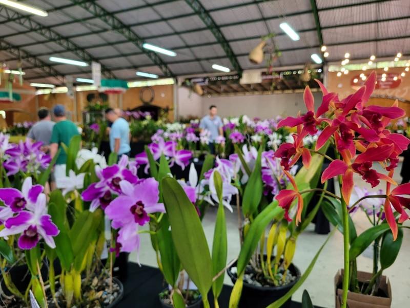 2ª Exposição de Orquídeas, colore Urussanga até este domingo