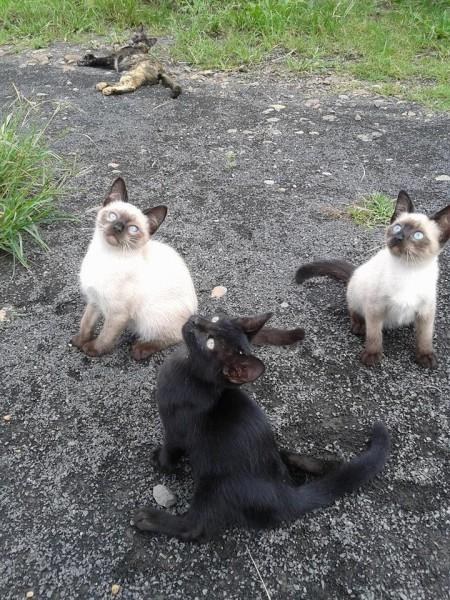 Animal encontrado no bairro São Luiz