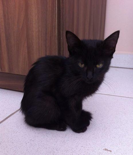 Animal encontrado no bairro Jardim Elizabeth