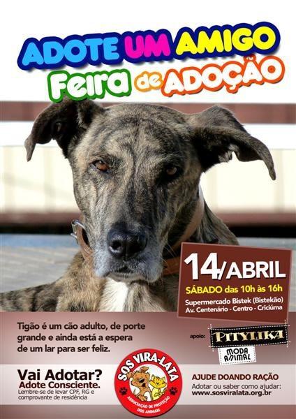 Feira de adoção de animais