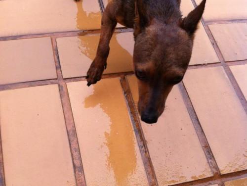 Animal perdido no bairro Pio Corrêa, em Criciúma