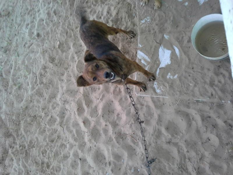 Animal para doação - Fred