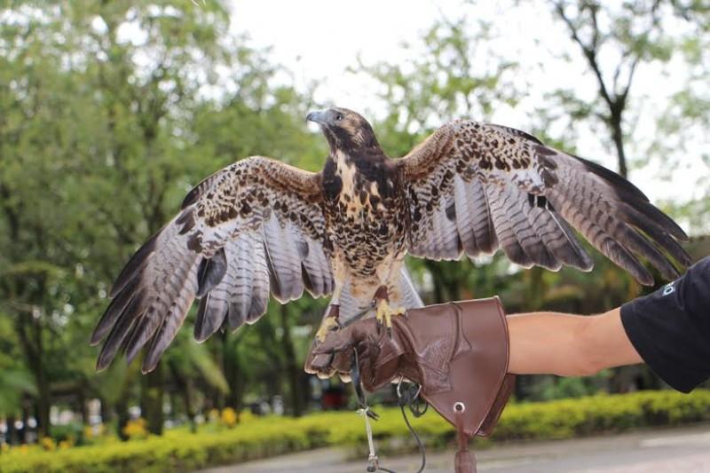 Eliane investe em falcoaria para controle e manejo de pombos
