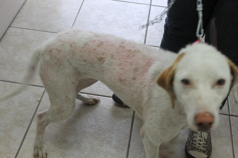 Animal encontrado no bairro Michel