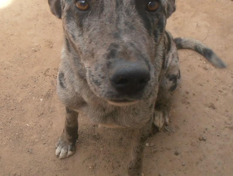 Animal encontrado no bairro São José