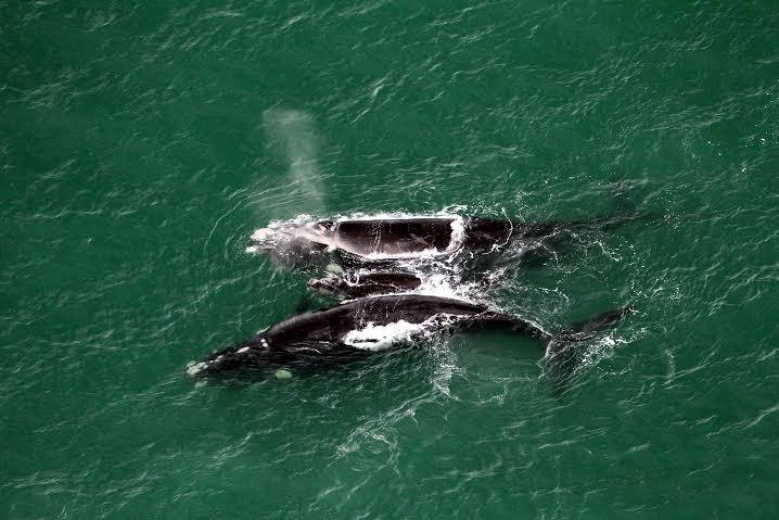 Litoral catarinense registra grande número de baleias e golfinhos
