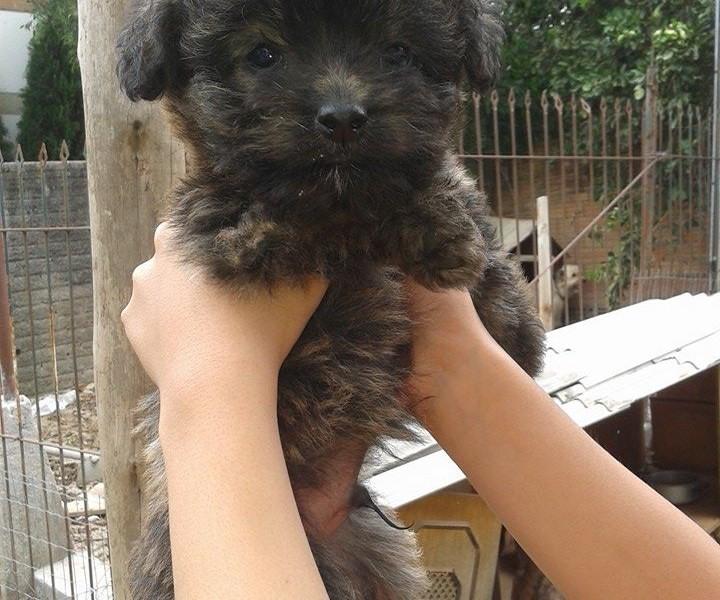 Animal para adoção