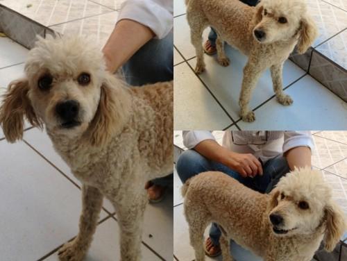 Poodle para adoção - Encontrou o dono após seis meses