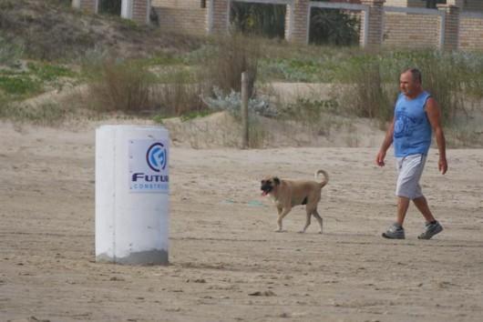 Animal na beira mar pode representar perigo ao veranista 