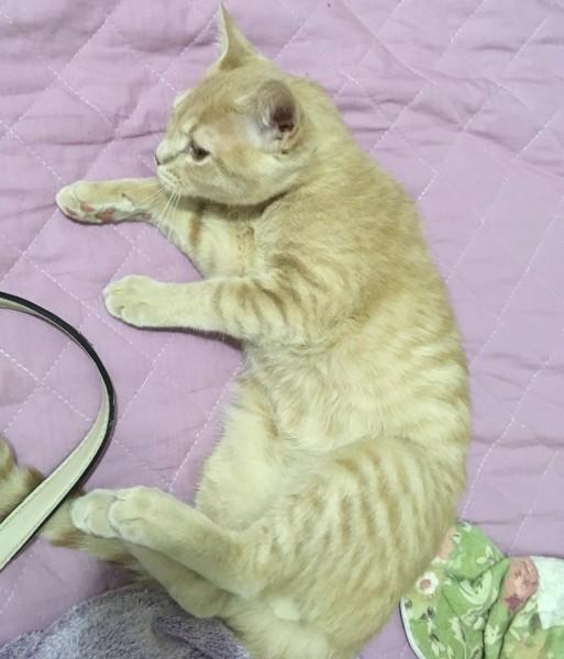 Animal para doação - Gato Filhote Macho