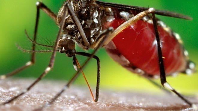 Seminário Regional da Unesc vai tratar sobre a dengue