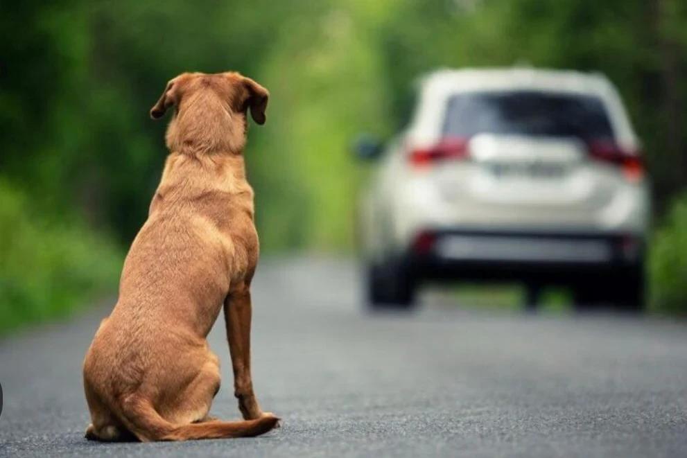 Combate aos maus-tratos e abandono de animais é foco no Dezembro Verde