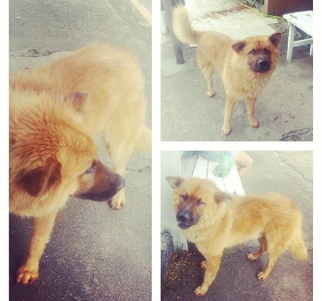 Chow Chow para adoção