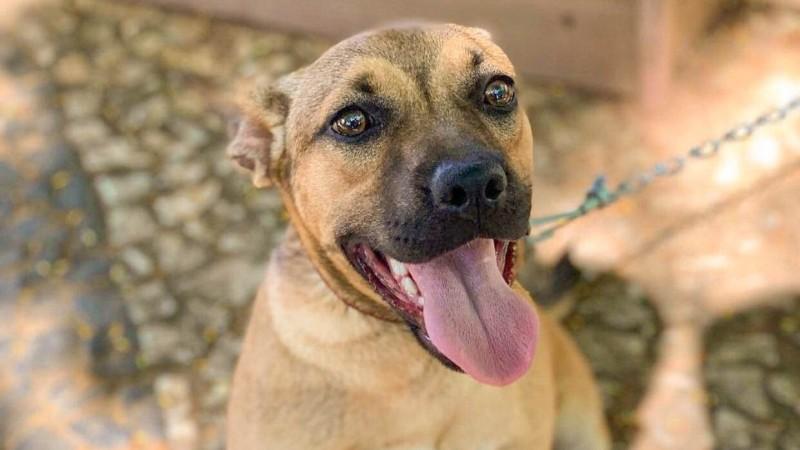 Sábado será dia de feira de adoções de animais no Criciúma Shopping