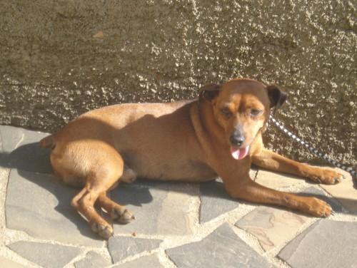 Encontrei um cachorro